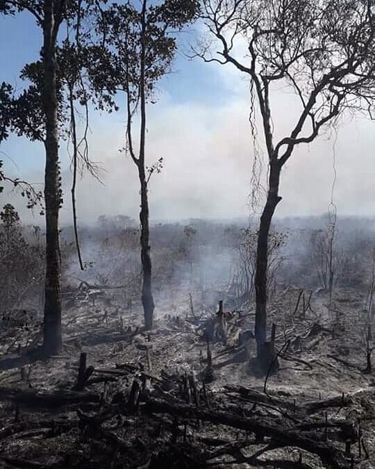 Inc&ecirc;ndio destruiu &aacute;rea equivalente a tr&ecirc;s campos de futebol – Foto: Bombeiros Volunt&aacute;rios SFS/Divulga&ccedil;&atilde;o/ND