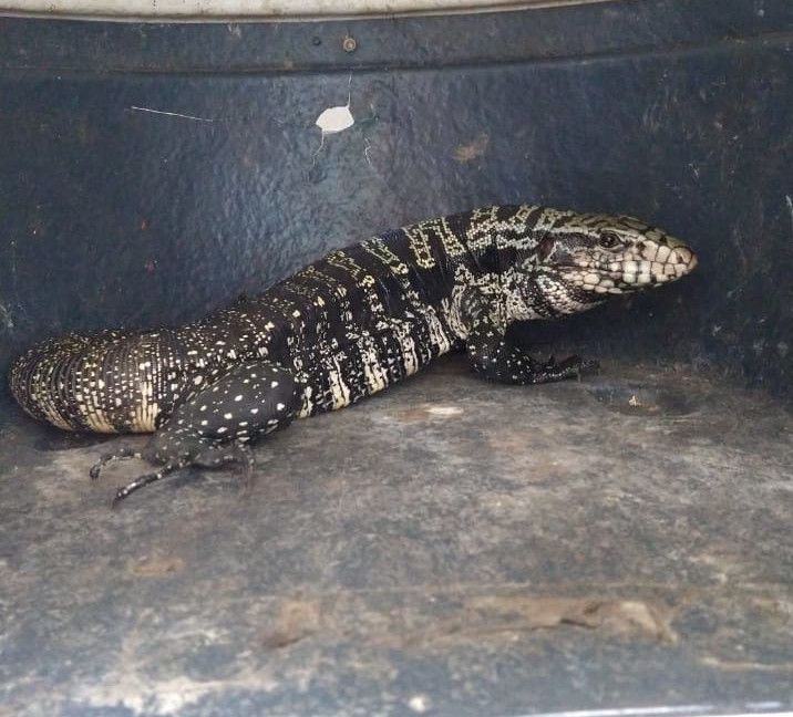 Lagarto posa para a c&acirc;mera depois de ser resgatado – Foto: Divulga&ccedil;&atilde;o/ND