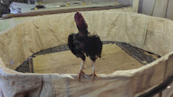 Aves estavam sendo submetidas a rinha em um galp&atilde;o no interior de S&atilde;o Miguel do Oeste – Foto: PMSC