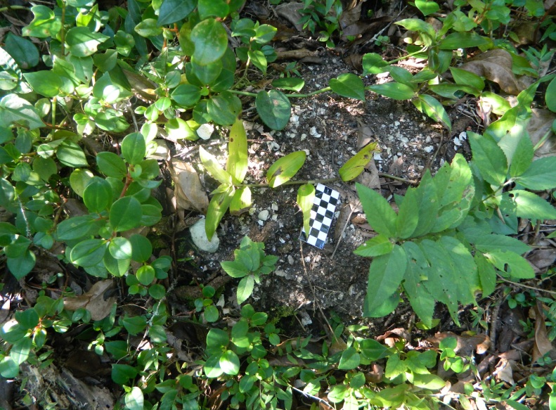 Registro do sambaqui Porto do Rio Vermelho I – Foto: Floripa Arqueol&oacute;gica/Divulga&ccedil;&atilde;o/ND