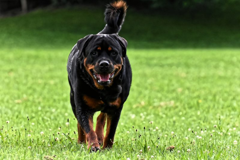 The author held the child one meter away from the Rottweiler – Photo: Pixabay/Divulgacão