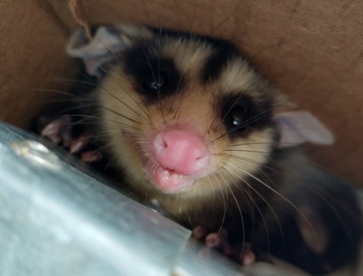 995 animais silvestres foram resgatados em Jaragu&aacute; do Sul nos &uacute;ltimos quatro anos – Foto: Divulga&ccedil;&atilde;o/ND