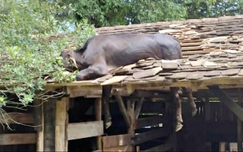 Vaca fica preso em telhado, em Timb&oacute; – Foto: Divulga&ccedil;&atilde;o