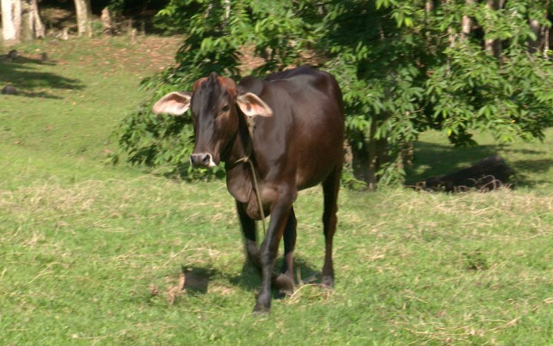 Nina ficou famosa na internet – Foto: Reprodu&ccedil;&atilde;o NDTV