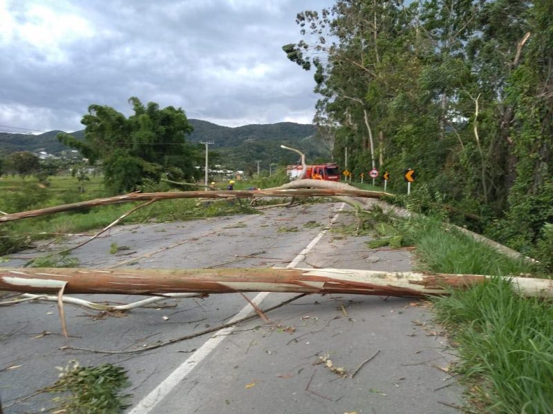 &Aacute;rvores foram cortadas pelos bombeiros – Foto: Reprodu&ccedil;&atilde;o/ND