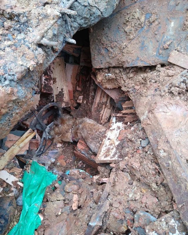 O cachorro estava soterrado em meio aos escombros&nbsp; – Foto: Corpo de Bombeiros/Reprodu&ccedil;&atilde;o