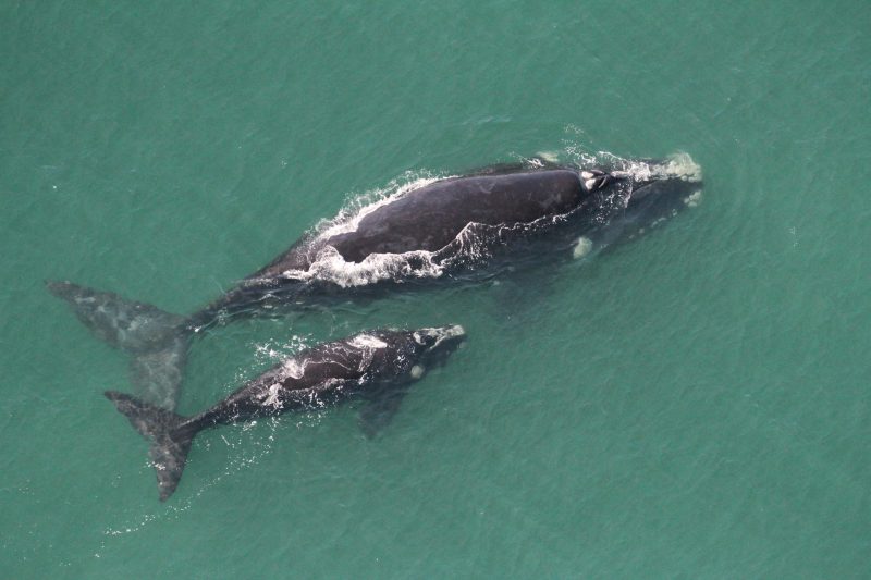 Visita&ccedil;&atilde;o de baleias francas no litoral catarinense – Foto: Carolina BezamatSCPar/Porto de Imbituba/Divulga&ccedil;&atilde;o