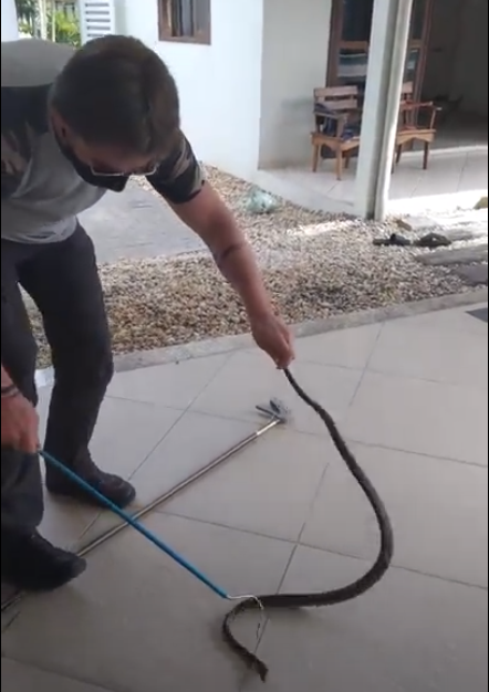 Cobra foi encontrada subindo as escadas de uma casa em Jaragu&aacute; do sul – Foto: Fujama/Divulga&ccedil;&atilde;o
