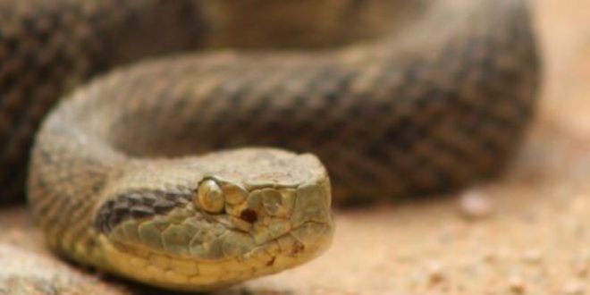 Imagem ilustrativa de jararaca