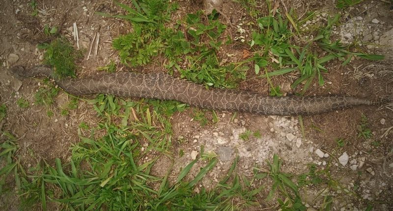 Cobra foi localizada perto do local onde a vaca foi morta – Foto: S&atilde;o Joaquim Online/Reprodu&ccedil;&atilde;o/ND
