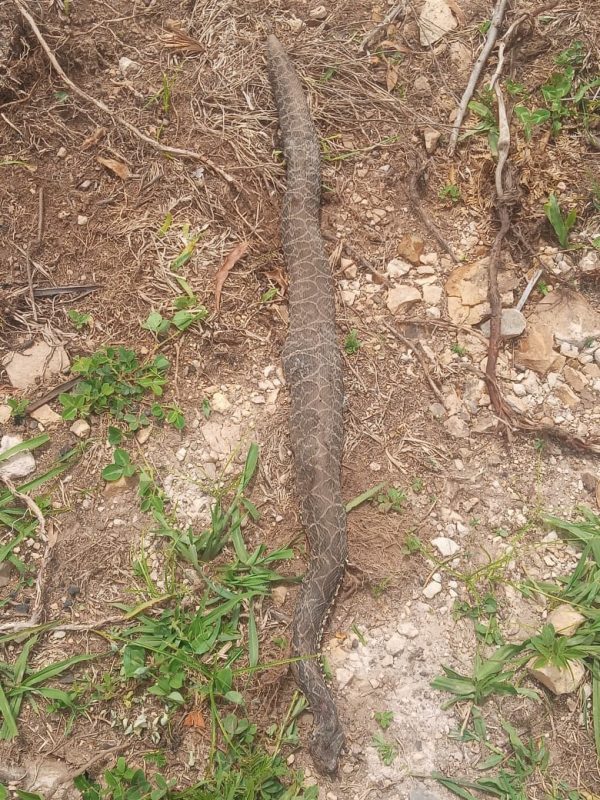 Cobra foi localizada por um vizinho – Foto: S&atilde;o Joaquim Online/Reprodu&ccedil;&atilde;o/ND