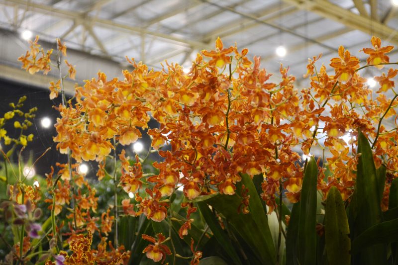 Festa das Flores – Foto: iStock/Divulgação