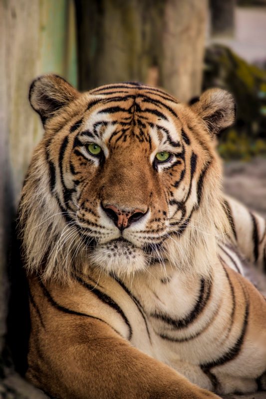 Zoológico Parque Cyro Gevaerd – Foto: SolFotografia | Prefeitura Municipal de Balneário Camboriú/Divulgação