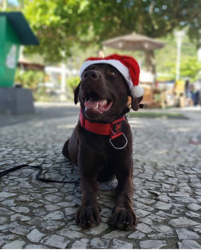 K9 estava sofrendo com problemas cr&ocirc;nicos nos rins – Foto: Prefeitura de Balne&aacute;rio Cambori&uacute;/Divulga&ccedil;&atilde;ocia de