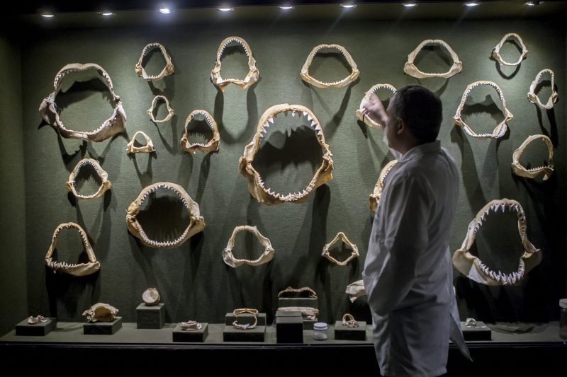 Imagem mostra área de exposição do museu oceanográfico da Univali