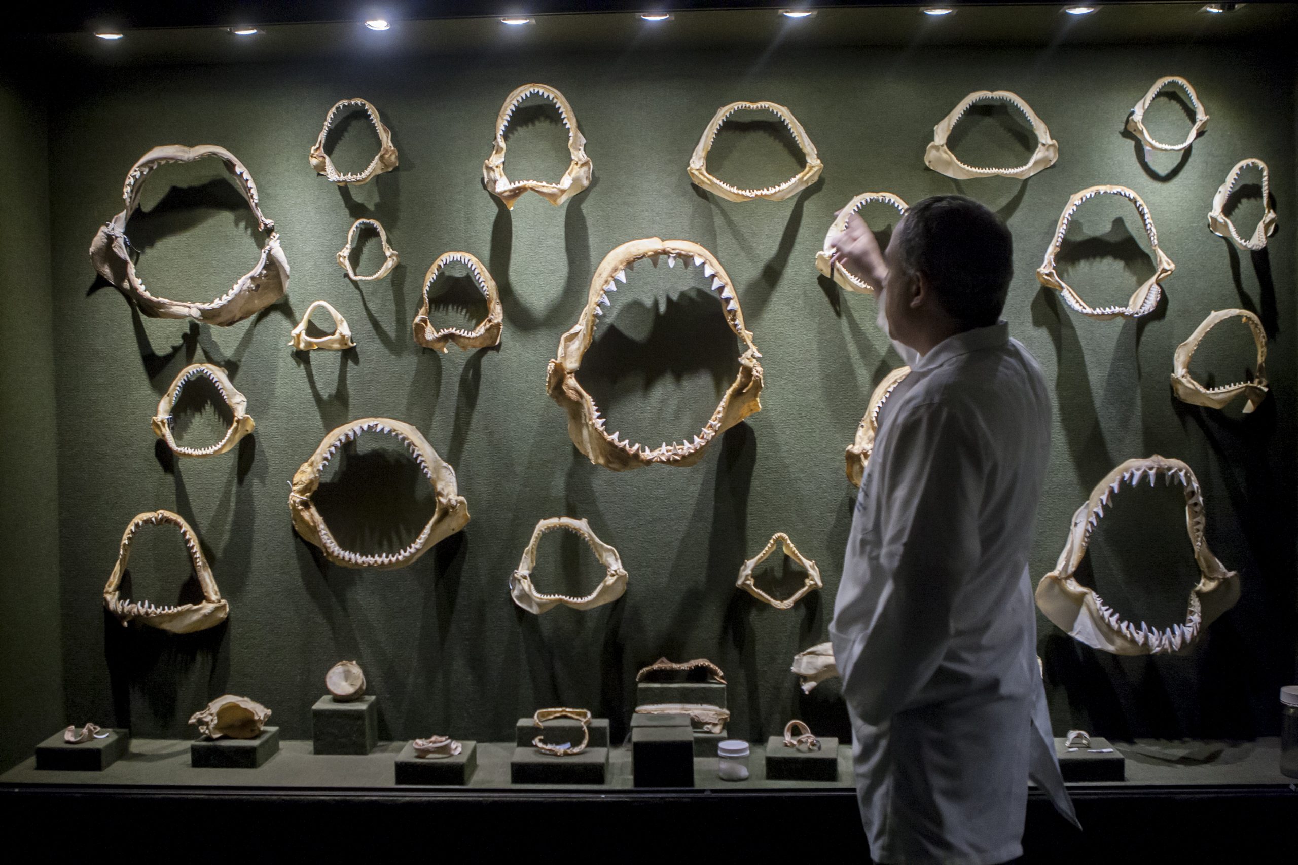 Museu Oceanogr&aacute;fico – Foto: Flavio Tin/Arquivo ND