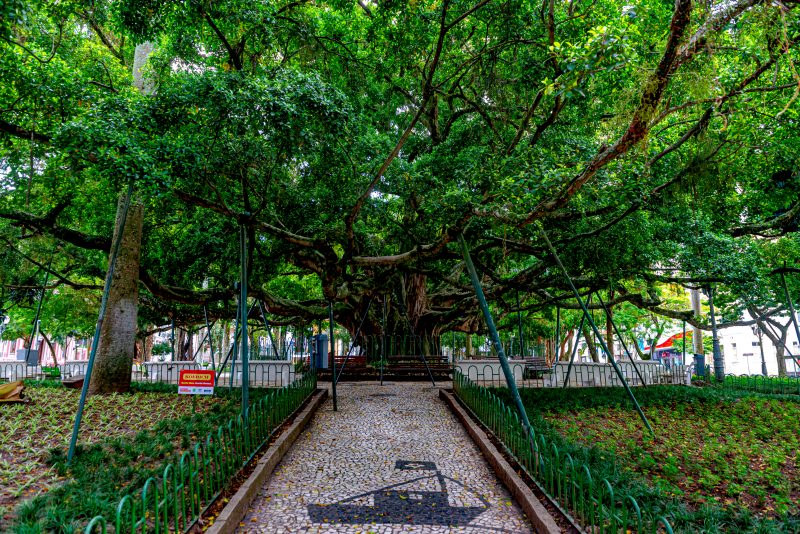Figueira Centenária, na Praça XV de novembro – Foto: iStock/Divulgação