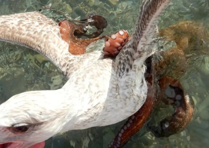 V&iacute;deo flagra polvo tentando matar gaivota afogada para comer – Foto: Reprodu&ccedil;&atilde;o/ND