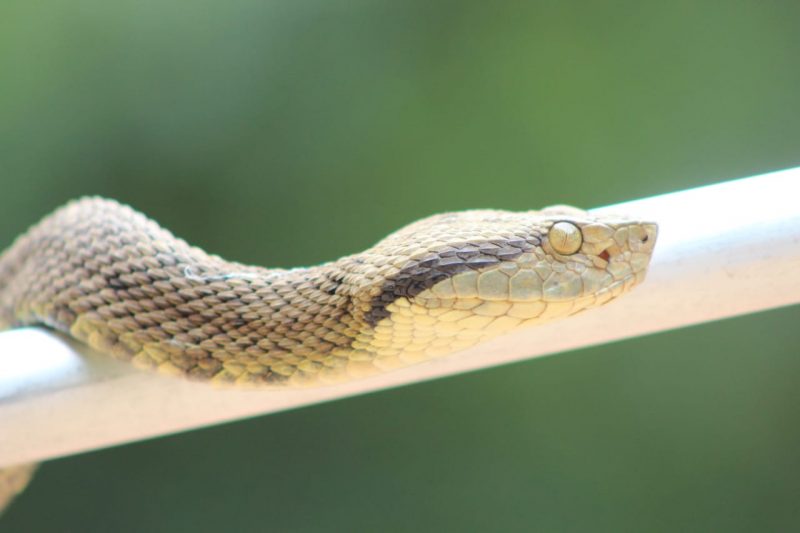 A jararaca é uma das espécies de cobra que possui veneno – Foto: Christian Raboch/Fujama/Divulgação