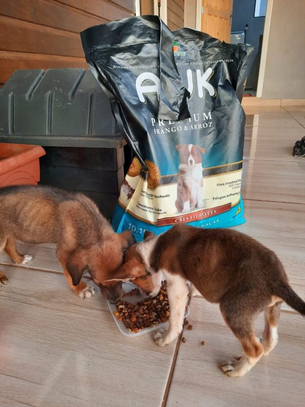 Os c&atilde;es est&atilde;o sendo alimentados e cuidados at&eacute; que sejam adotados. – Foto: Arquivo Pessoal/Divulga&ccedil;&atilde;o