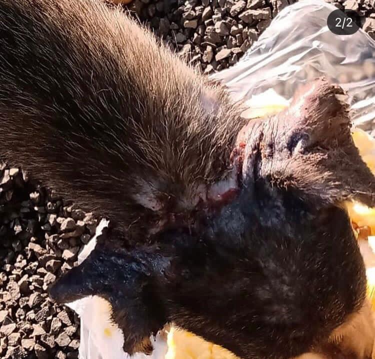 O cachorro foi encontrado machucado pelas ruas da cidade. – Foto: Pol&iacute;cia Civil/Divulga&ccedil;&atilde;o