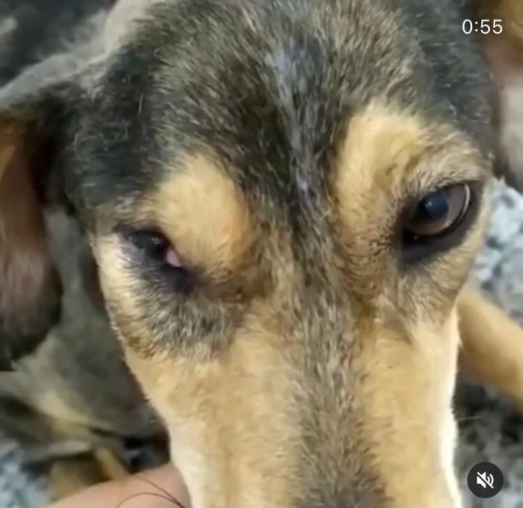 O animal teve o olho perfurado. – Foto: Pol&iacute;cia Civil/Divulga&ccedil;&atilde;o