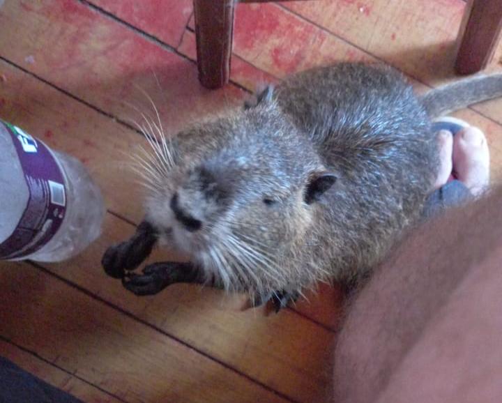 Ratão convive em harmonia com a família de Ismael. – Foto: Arquivo Pessoal/ND