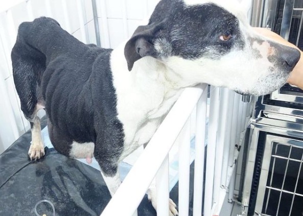 Casal que sequestrou menina em Palho&ccedil;a vai responder por maus tratos a animais – Foto: Reprodu&ccedil;&atilde;o/Instagram/ND