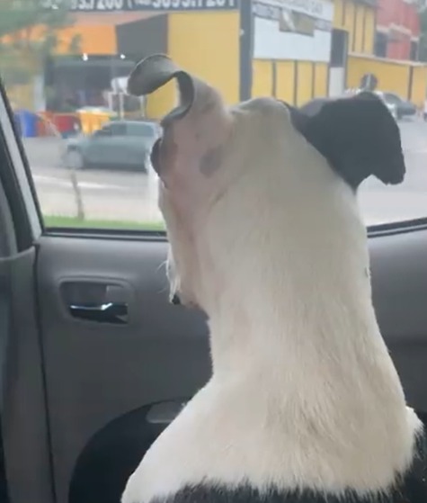 Chanel recebeu alta da clínica veterinária na última quarta-feira (23) 