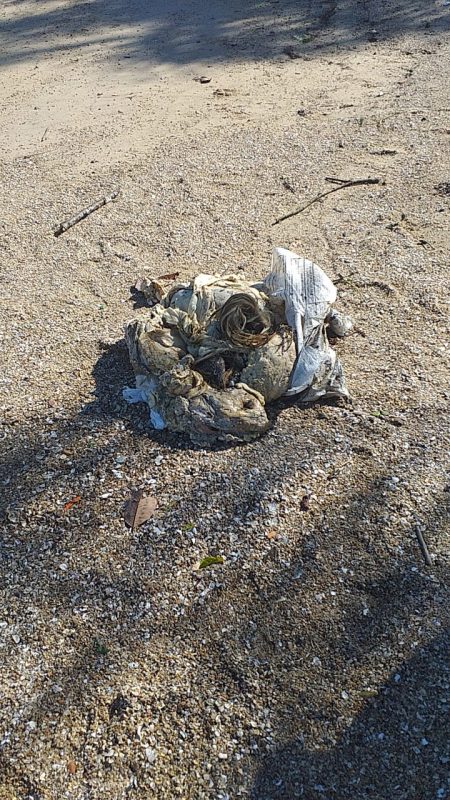 Suspeita &eacute; de que os restos mortais do animal tenham sido jogados no mar – Foto: Vitor Miranda/Divulga&ccedil;&atilde;o