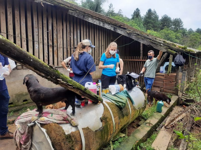 Mais de 50 animais j&aacute; foram atendidos pelo grupo – Foto: Divulga&ccedil;&atilde;o/ND