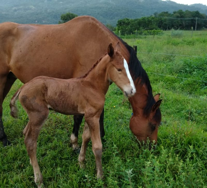Foto de um cavalo adulto e de um potrinho ao lado. Ambos em uma área de pasto.