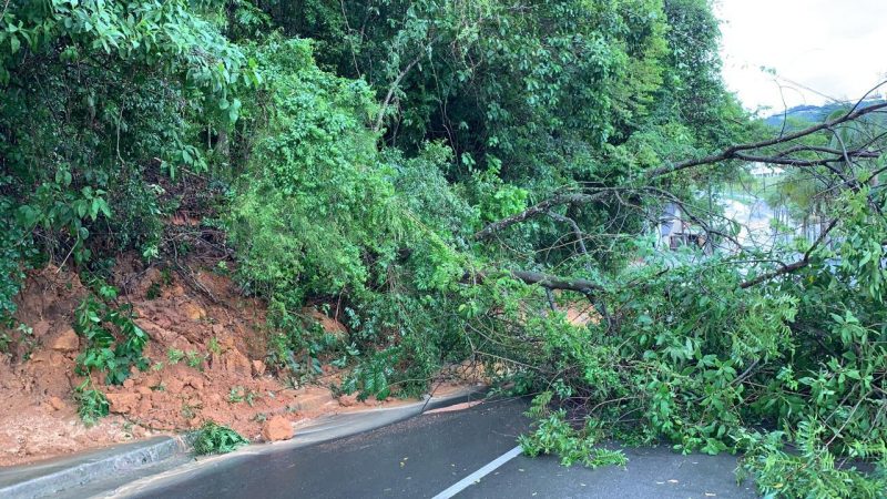 Árvores caídas na pista no Centro de Orleans