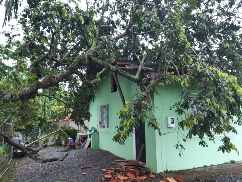 &Aacute;rvore caiu sobre casa em Jaragu&aacute; do Sul – Foto: Defesa Civil/Divulga&ccedil;&atilde;o/ND