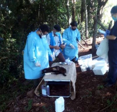 Equipe de sa&uacute;de de Chapec&oacute; realizou exames no primata e remeteu ao Lacen de Florian&oacute;polis – Foto: Campo Er&ecirc;/Divulga&ccedil;&atilde;o/ND