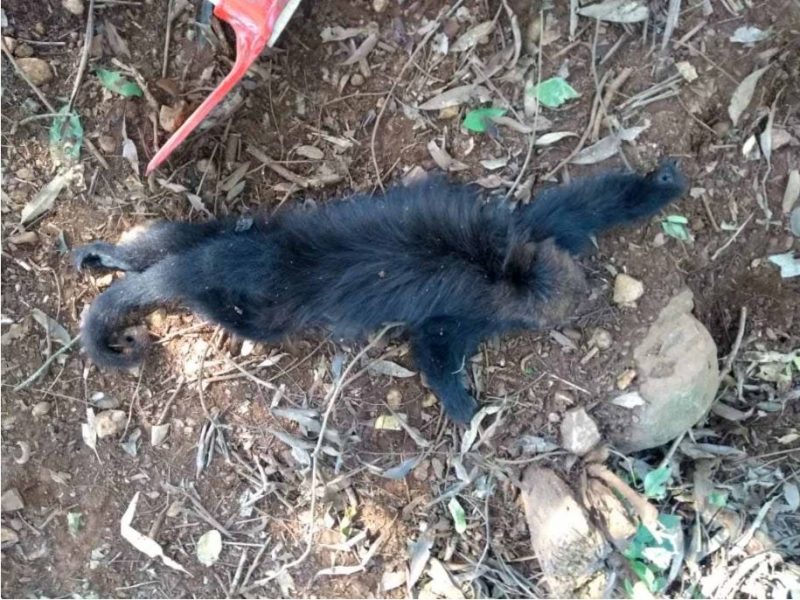 Macaco morto &eacute; encontrado por morador no interior de S&atilde;o Bernardino – Foto: Campo Er&ecirc;/Divulga&ccedil;&atilde;o/ND