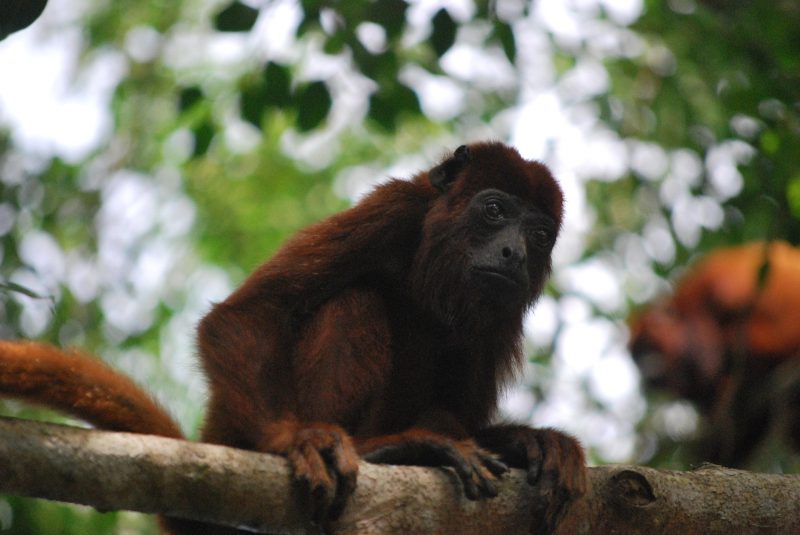 O animal morreu em fevereiro, mas o resultado do exame que confirmou a doença saiu no dia 31 de março. (Imagem ilustrativa) – Foto: Pixabay/Reprodução/ND