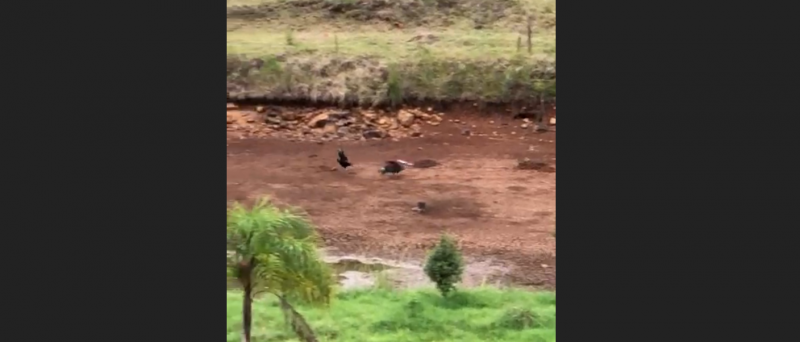 Urubus comem peixes mortos após seca em SC – Foto: Reprodução/ND