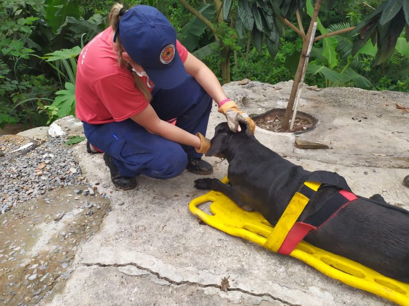 Bombeiros de Brusque resgatam c&atilde;o que caiu de ribanceira e ficou preso em ribeir&atilde;o – Foto: Divulga&ccedil;&atilde;o/Corpo de Bombeiros