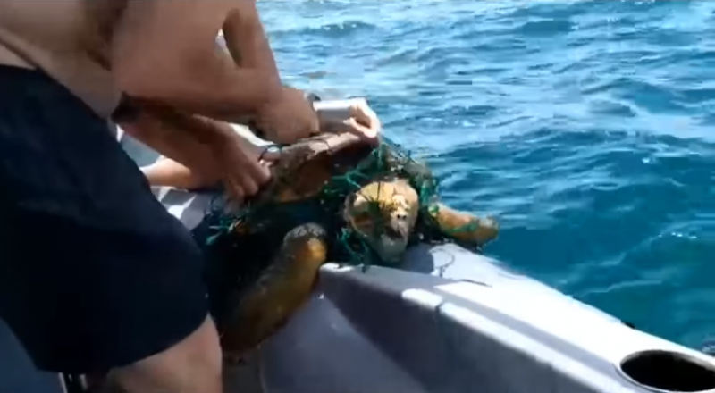 Tartaruga foi salva durante passeio do presidente a Ilha da Paz, em S&atilde;o Francisco do Sul – Foto: Reprodu&ccedil;&atilde;o/Redes Sociais
