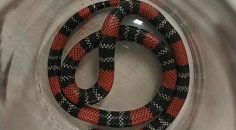 A cobra era filhote. – Foto: Hospital São José/Divulgação