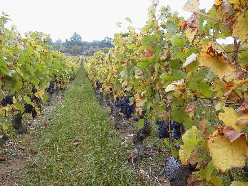 A Borgonha, no centro-leste da França, é o lugar de origem da Pinot Noir &#8211; Foto: Divulgação