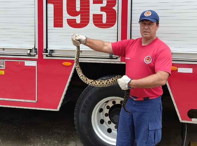 Bombeiro com cobra jararaca em Brusque