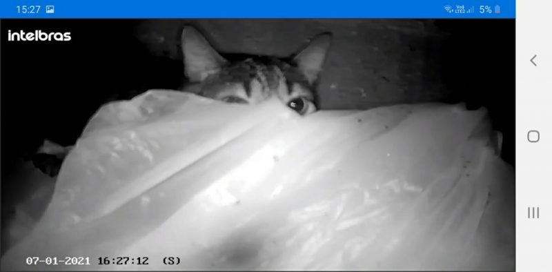 gata em churrasqueira