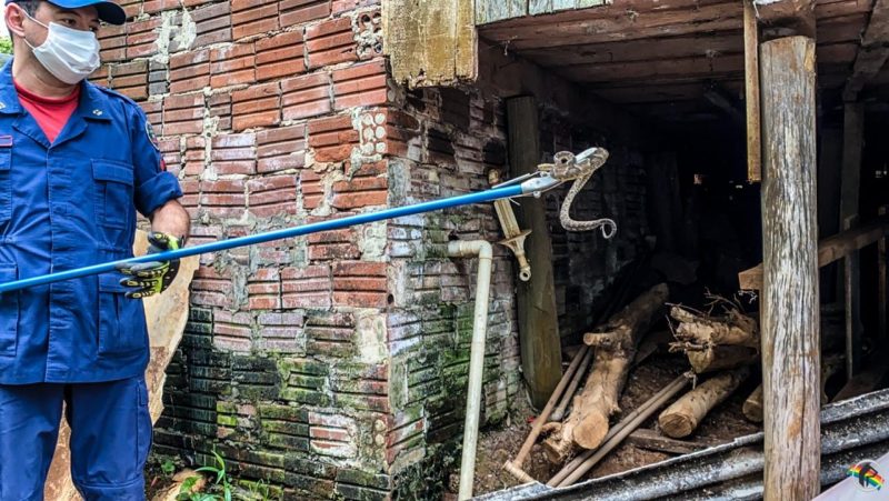 Serpente da esp&eacute;cie Jararaca &eacute; uma das mais perigosas – Foto: Cristian L&ouml;sch/Portal Peperi/Divulga&ccedil;&atilde;o/ND