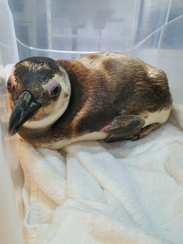 Animal foi encontrado por banhistas no domingo (3) – Foto: PMP-BS Univille/Divulga&ccedil;&atilde;o