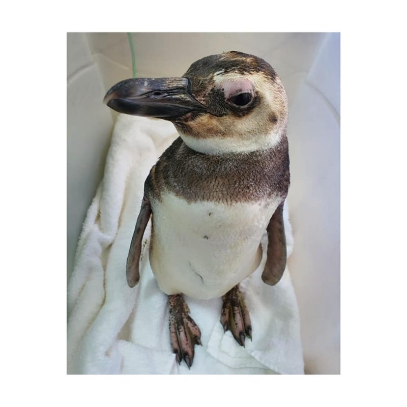 Animal passar&aacute; por reabilita&ccedil;&atilde;o antes de ser devolvido para natureza – Foto: PMP-BS Univille/Divulga&ccedil;&atilde;o