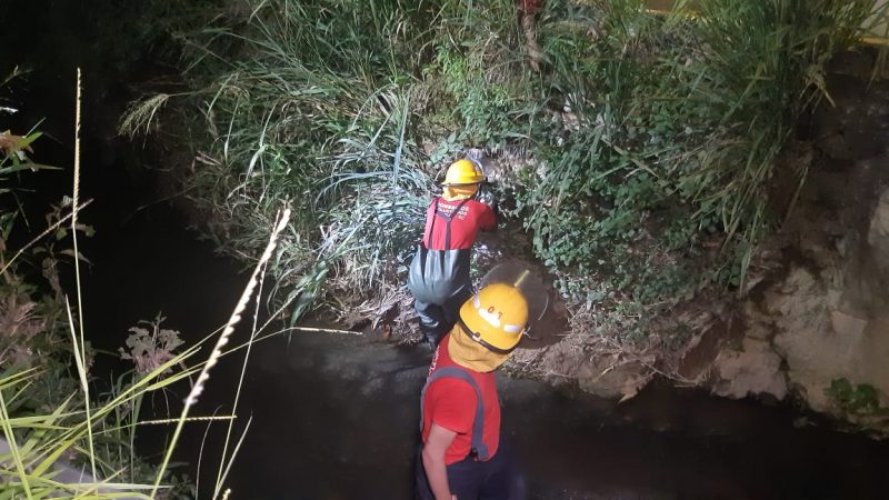 Cachorro apresentava alguns ferimentos e estava bastante agitado – Foto: Ricardo Alves/NDTV