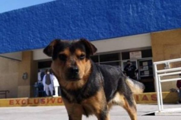Cachorro espera h&aacute; mais de um m&ecirc;s por dono que morreu de Covid-19. O animal fica na frente do hospital todos os dias – Foto: Facebook/Reprodu&ccedil;&atilde;o