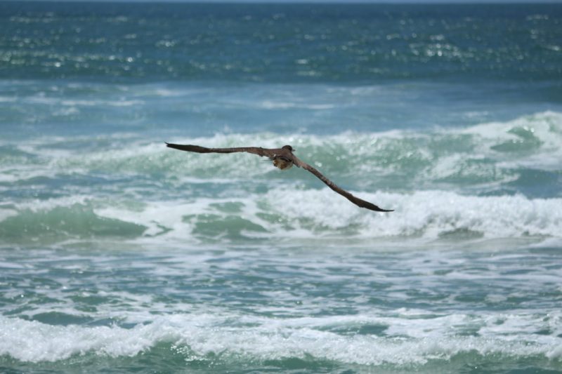 Ave Atobá-pardo em Florianópolis